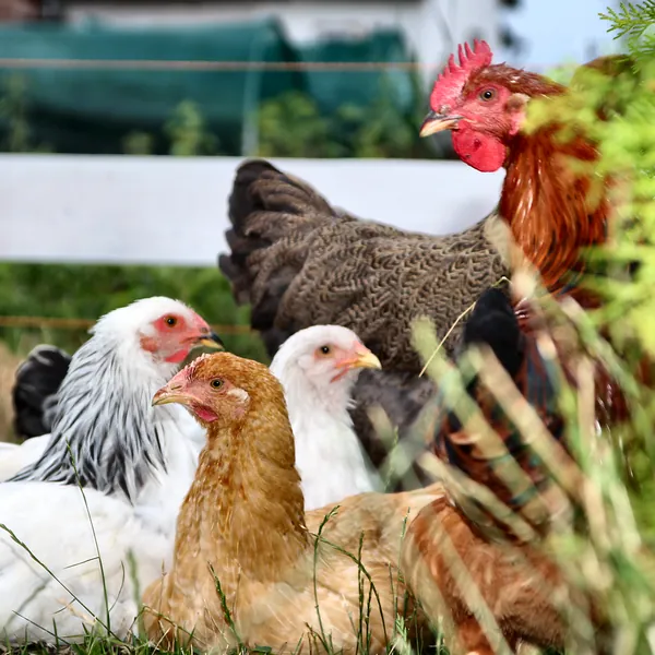 Tyúkok és egy kakas pihennek a fűben a PIPU Farm kerítése mellett