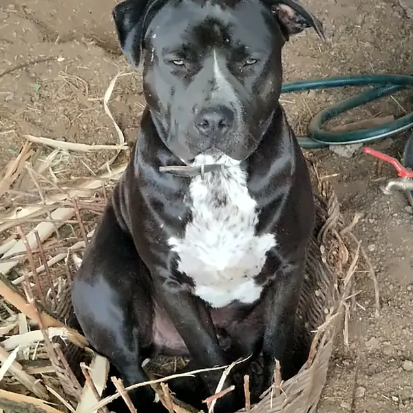 Loki, a PIPU Farm őrzője, egy fonott kosárban ül