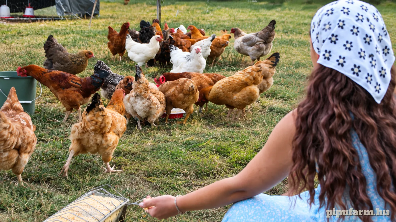 A PIPU Farm baromfiai az őszi udvaron