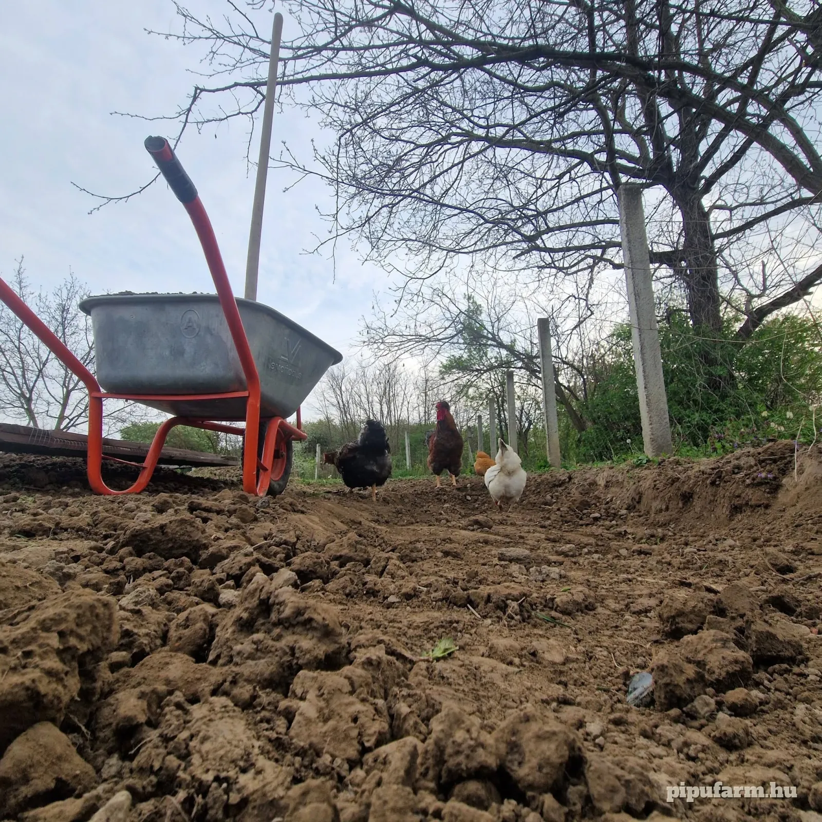 A PIPU Farm kertje Csengersimán
