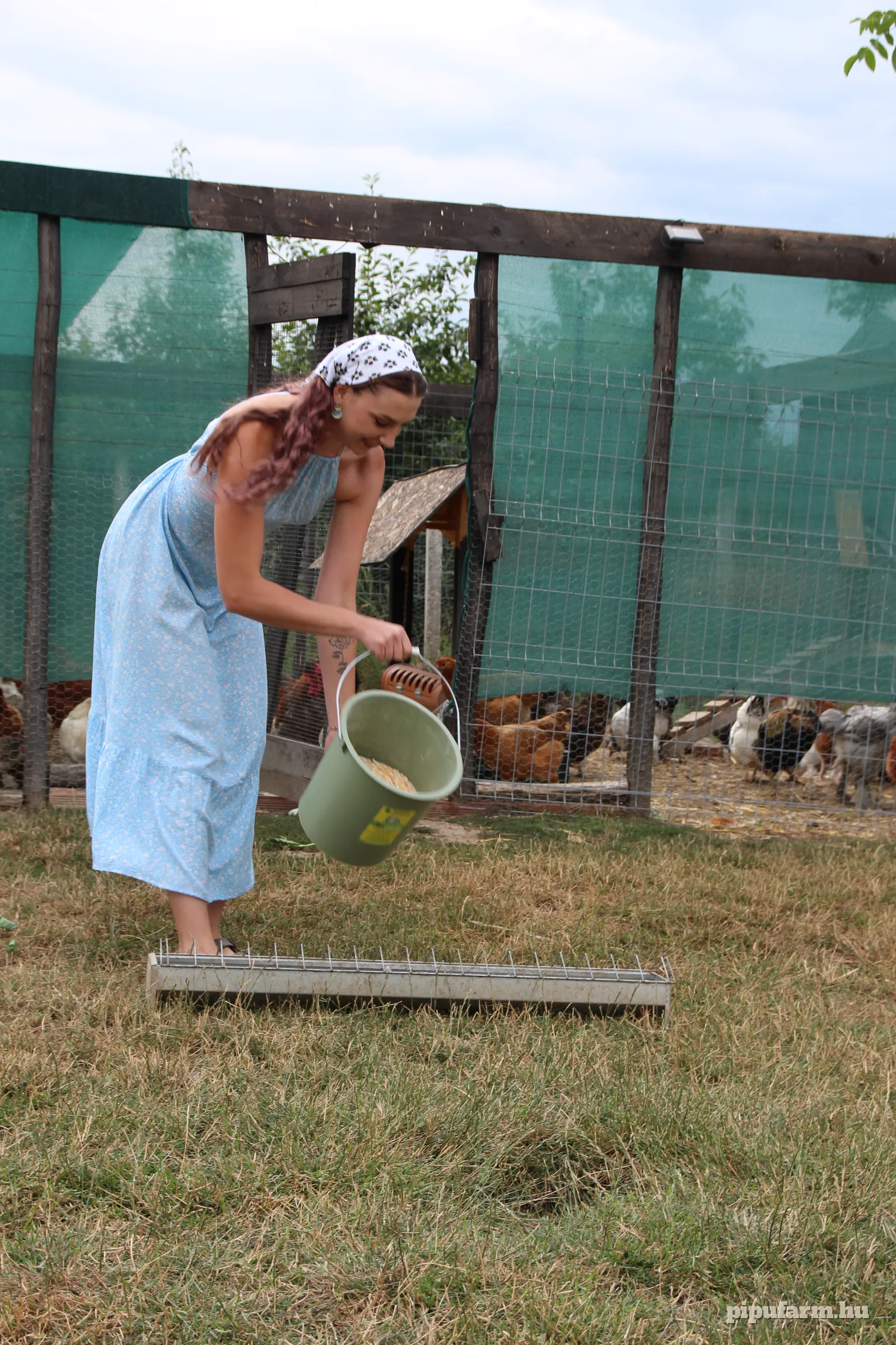 Etetővályú tyúkoknak – 50 cm, horganyzott – 2. kép